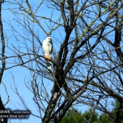 Accipiter novaehollandiae (Grey Goshawk) at Undefined - 15 May 2018 by Charles Dove