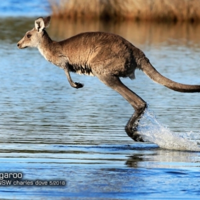 Macropus giganteus (Eastern Grey Kangaroo) at Narrawallee Creek Nature Reserve - 16 May 2018 by CharlesDove