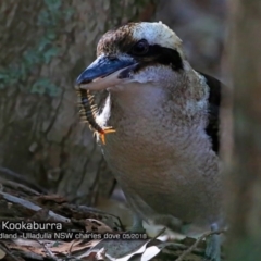 Dacelo novaeguineae (Laughing Kookaburra) at Ulladulla, NSW - 16 May 2018 by Charles Dove