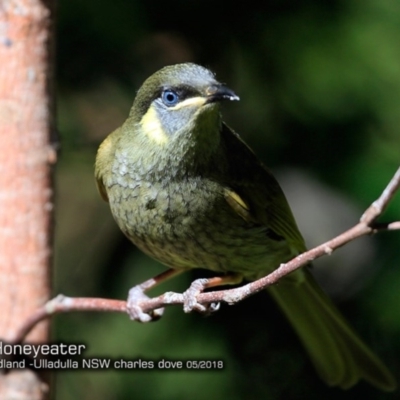 Meliphaga lewinii (Lewin's Honeyeater) at Ulladulla, NSW - 17 May 2018 by CharlesDove