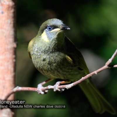 Meliphaga lewinii (Lewin's Honeyeater) at Ulladulla, NSW - 16 May 2018 by Charles Dove