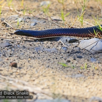 Pseudechis porphyriacus (Red-bellied Black Snake) at Conjola Bushcare - 15 May 2018 by Charles Dove