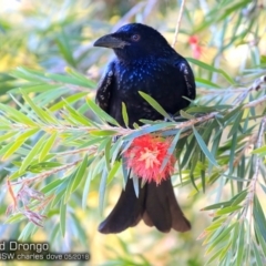 Dicrurus bracteatus (Spangled Drongo) at Undefined - 14 May 2018 by Charles Dove