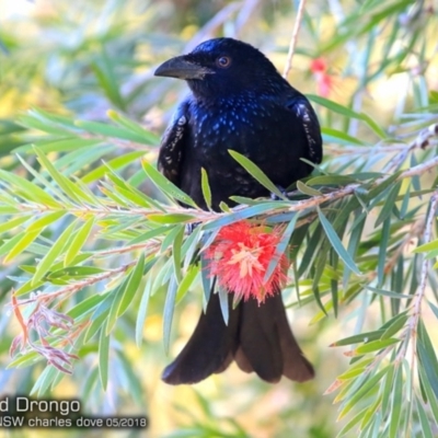 Dicrurus bracteatus (Spangled Drongo) at Undefined - 14 May 2018 by Charles Dove