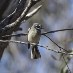 Rhipidura albiscapa (Grey Fantail) at Dunlop, ACT - 5 Aug 2018 by Alison Milton