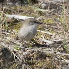 Malurus cyaneus (Superb Fairywren) at The Pinnacle - 5 Aug 2018 by AlisonMilton