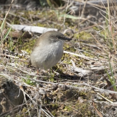 Malurus cyaneus (Superb Fairywren) at The Pinnacle - 5 Aug 2018 by AlisonMilton