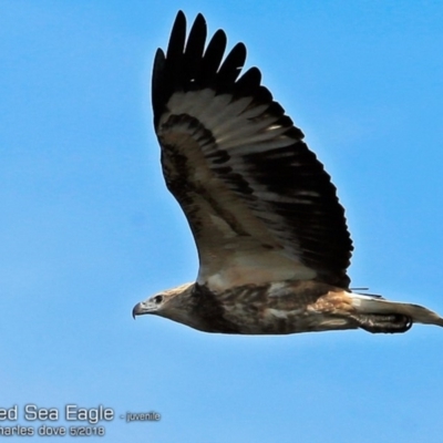 Haliaeetus leucogaster (White-bellied Sea-Eagle) at Ulladulla, NSW - 13 May 2018 by Charles Dove