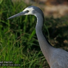 Egretta novaehollandiae (White-faced Heron) at Undefined - 17 May 2018 by CharlesDove