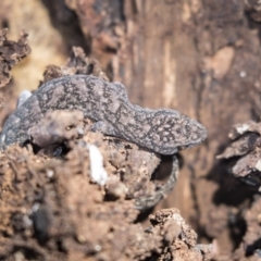 Christinus marmoratus (Southern Marbled Gecko) at The Pinnacle - 5 Aug 2018 by AlisonMilton