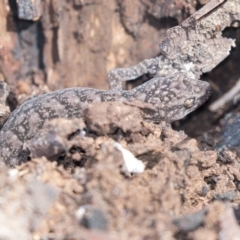 Christinus marmoratus at The Pinnacle - 5 Aug 2018 01:07 PM