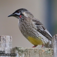 Anthochaera carunculata (Red Wattlebird) at Undefined - 14 May 2018 by CharlesDove