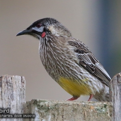 Anthochaera carunculata (Red Wattlebird) at Undefined - 14 May 2018 by CharlesDove