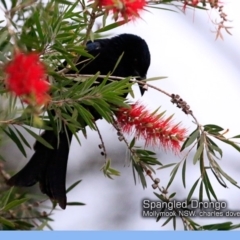 Dicrurus bracteatus (Spangled Drongo) at Undefined - 13 May 2018 by Charles Dove