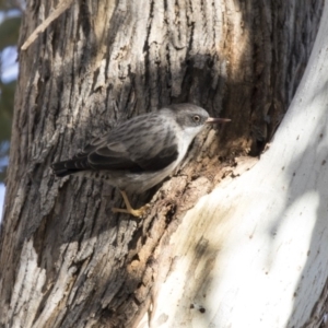 Daphoenositta chrysoptera at Hawker, ACT - 5 Aug 2018