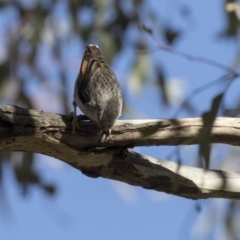 Daphoenositta chrysoptera at Hawker, ACT - 5 Aug 2018