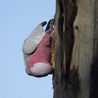 Eolophus roseicapilla (Galah) at The Pinnacle - 5 Aug 2018 by AlisonMilton