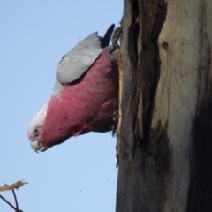 Eolophus roseicapilla at Dunlop, ACT - 5 Aug 2018