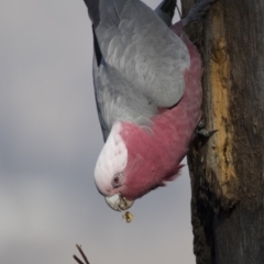 Eolophus roseicapilla at Dunlop, ACT - 5 Aug 2018