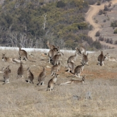 Macropus giganteus (Eastern Grey Kangaroo) at The Pinnacle - 5 Aug 2018 by Alison Milton