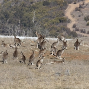 Macropus giganteus at Dunlop, ACT - 5 Aug 2018