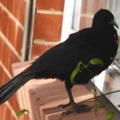 Corcorax melanorhamphos (White-winged Chough) at Aranda, ACT - 4 Aug 2018 by KMcCue