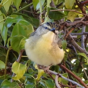 Pardalotus punctatus at Aranda, ACT - 4 Aug 2018