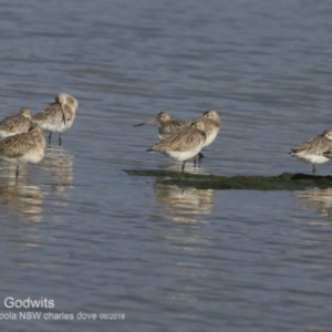 Limosa lapponica at Jervis Bay National Park - 30 Jun 2018 12:00 AM