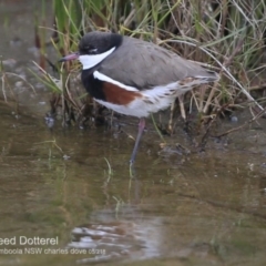 Erythrogonys cinctus (Red-kneed Dotterel) at Culburra Beach - Lake Wollumboola Bushcare - 28 Jun 2018 by CharlesDove