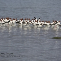 Recurvirostra novaehollandiae (Red-necked Avocet) at Wollumboola, NSW - 28 Jun 2018 by CharlesDove