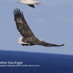 Haliaeetus leucogaster (White-bellied Sea-Eagle) at Ulladulla, NSW - 25 Jun 2018 by CharlesDove
