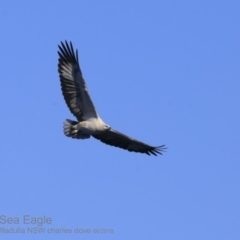 Haliaeetus leucogaster at Ulladulla, NSW - 25 Jun 2018 12:00 AM