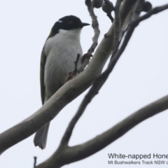 Melithreptus lunatus (White-naped Honeyeater) at Morton National Park - 27 Jun 2018 by Charles Dove