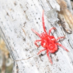 Trombidiidae (family) (Red velvet mite) at Paddys River, ACT - 4 Aug 2018 by Harrisi