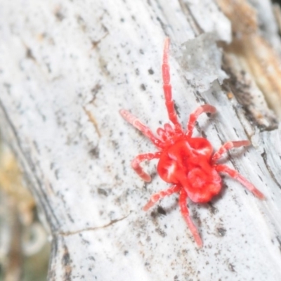 Trombidiidae (family) (Red velvet mite) at Paddys River, ACT - 4 Aug 2018 by Harrisi