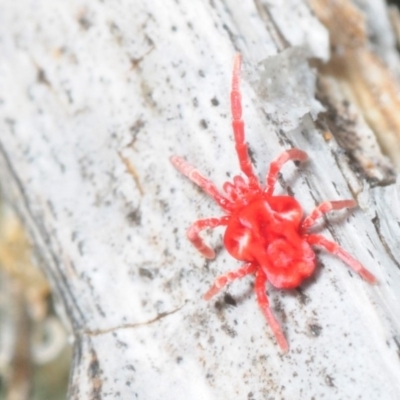 Trombidiidae (family) (Red velvet mite) at Bullen Range - 4 Aug 2018 by Harrisi