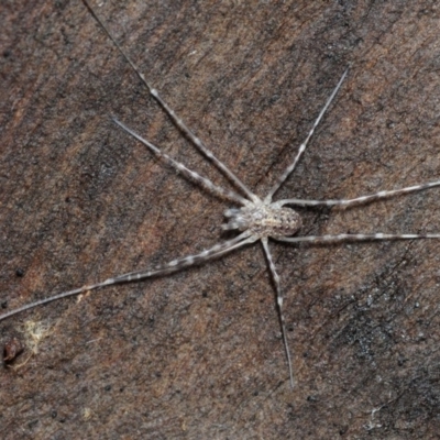 Opiliones (order) (Unidentified harvestman) at Coree, ACT - 4 Aug 2018 by Harrisi