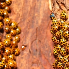 Harmonia conformis (Common Spotted Ladybird) at Coree, ACT - 4 Aug 2018 by Harrisi