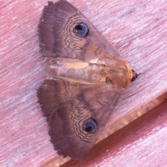 Dasypodia selenophora (Southern old lady moth) at Harrison, ACT - 7 Nov 2013 by Platycercuselegans