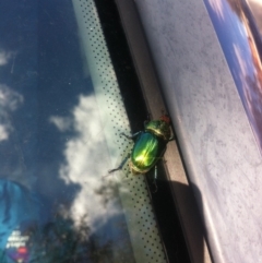 Lamprima aurata (Golden stag beetle) at Kaleen, ACT - 16 Dec 2013 by Platycercuselegans