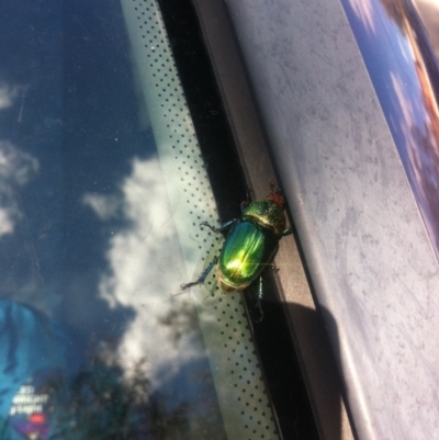 Lamprima aurata (Golden stag beetle) at Kaleen, ACT - 16 Dec 2013 by Platycercus_elegans