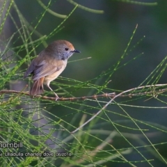 Acanthiza pusilla (Brown Thornbill) at Ulladulla - Warden Head Bushcare - 21 Jun 2018 by Charles Dove