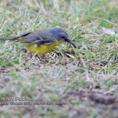 Eopsaltria australis (Eastern Yellow Robin) at Ulladulla - Warden Head Bushcare - 22 Jun 2018 by CharlesDove