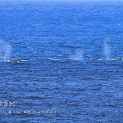 Megaptera novaeangliae (Humpback Whale) at Undefined - 22 Jun 2018 by CharlesDove