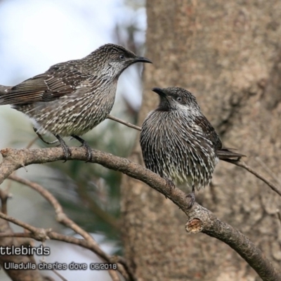 Anthochaera chrysoptera (Little Wattlebird) at Ulladulla, NSW - 21 Jun 2018 by CharlesDove