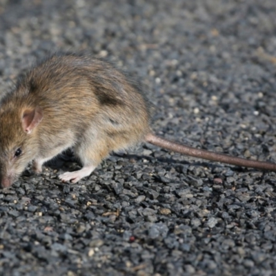 Rattus rattus (Black Rat) at Ulladulla, NSW - 20 Jun 2018 by Charles Dove