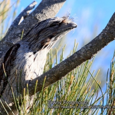 Podargus strigoides (Tawny Frogmouth) at Ulladulla, NSW - 21 Jun 2018 by CharlesDove