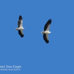 Haliaeetus leucogaster (White-bellied Sea-Eagle) at Ulladulla, NSW - 20 Jun 2018 by Charles Dove