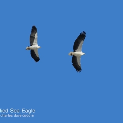 Haliaeetus leucogaster (White-bellied Sea-Eagle) at Ulladulla, NSW - 21 Jun 2018 by CharlesDove