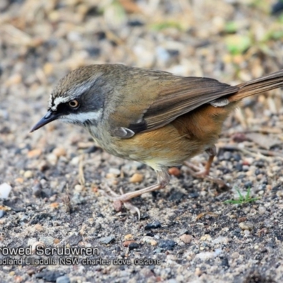 Sericornis frontalis (White-browed Scrubwren) at Undefined - 21 Jun 2018 by CharlesDove